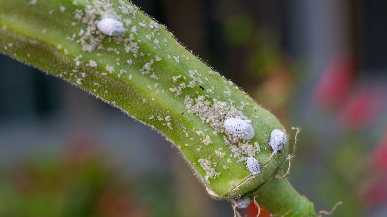 Mealybugs on plant stem