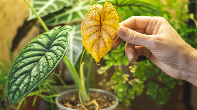 yellow leaf on houseplant