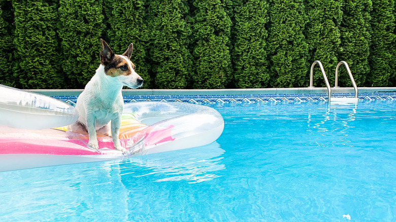 Dog floating in a pool