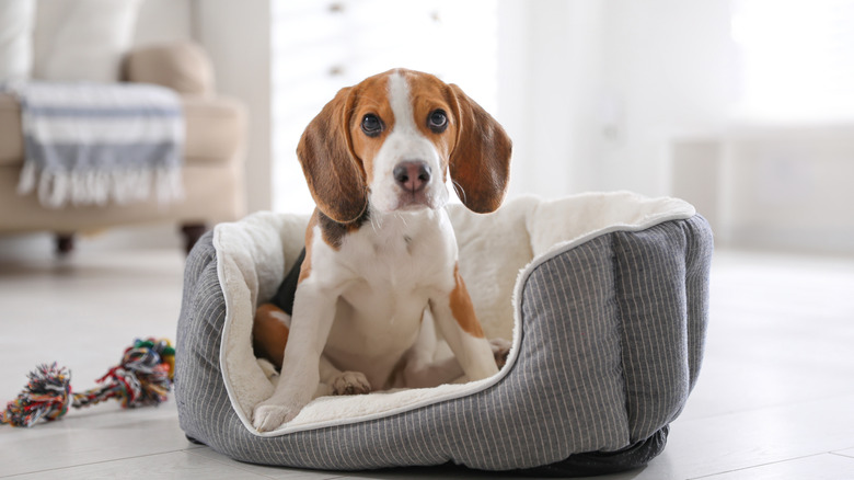 Dog in dogbed