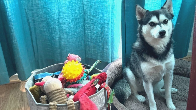 dog with box of toys