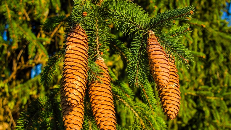 Pine tree and cones