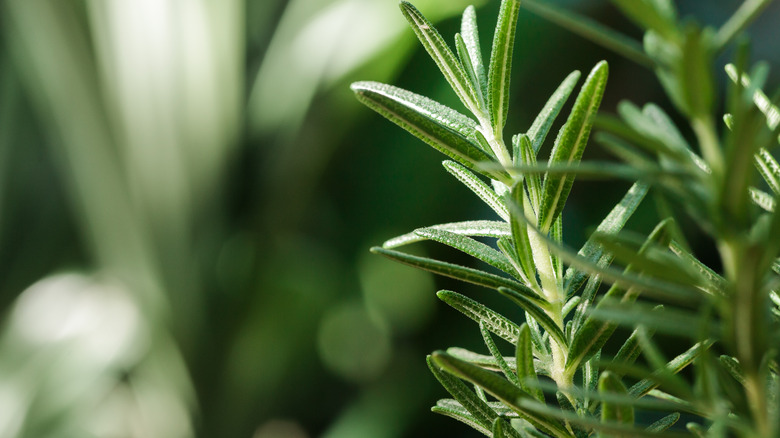 Closeup of herbs