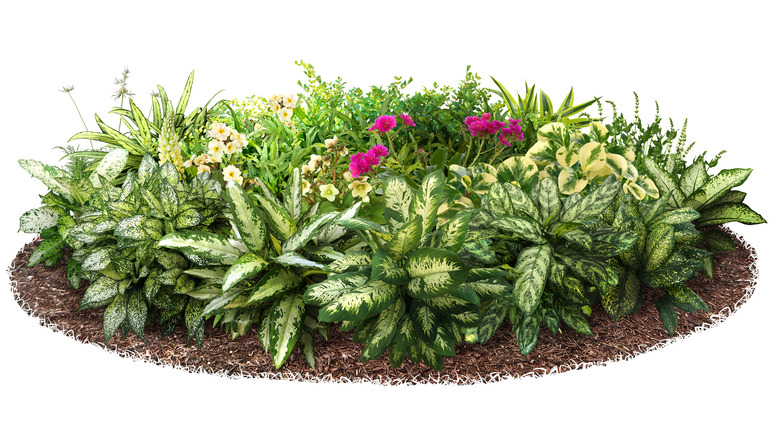 Flowerbed on white background