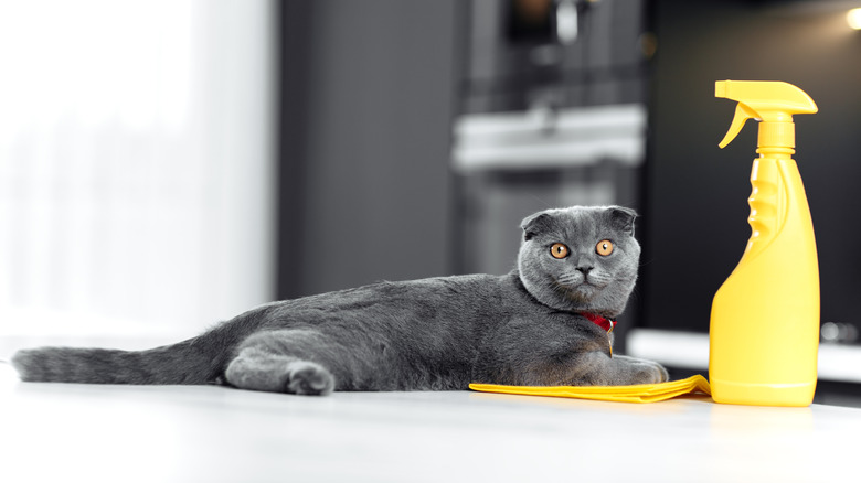 Cat next to spray bottle