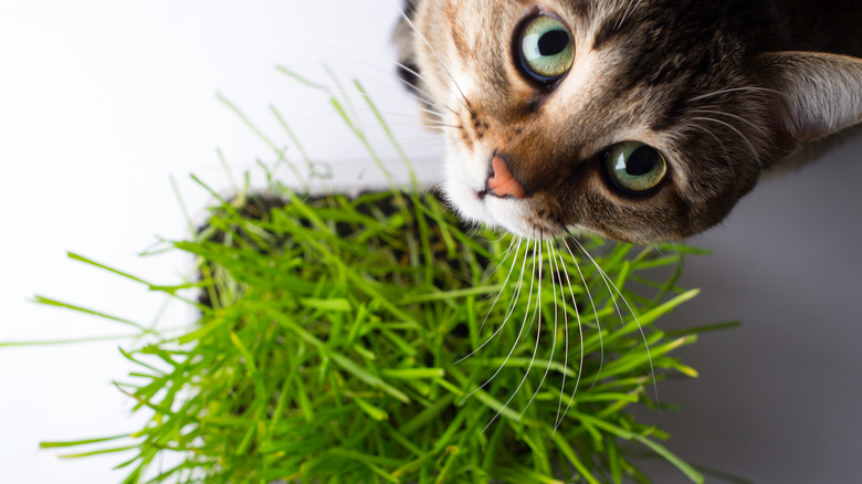 Cat eating cat grass