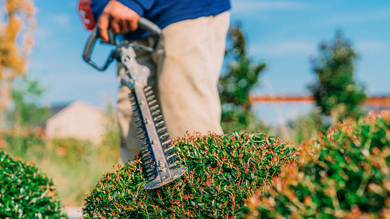 Trimming bushes with hedge trimmer