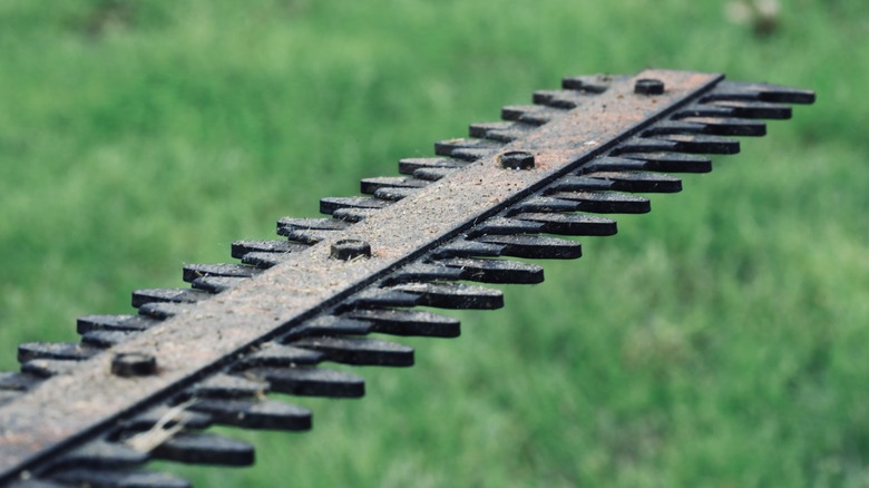 dirty hedge trimmer on grass