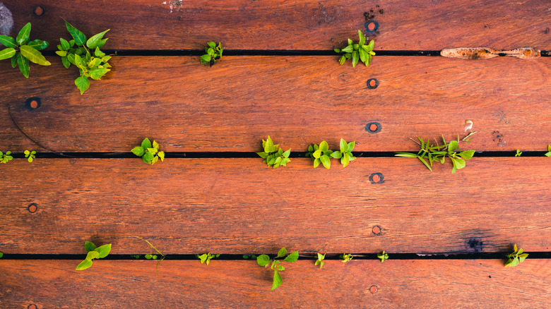 deck with small growing plants