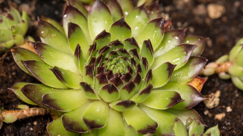 Sempervivum 'Black'