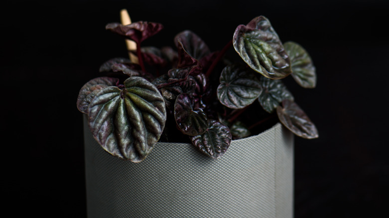 Peperomia caperata in black