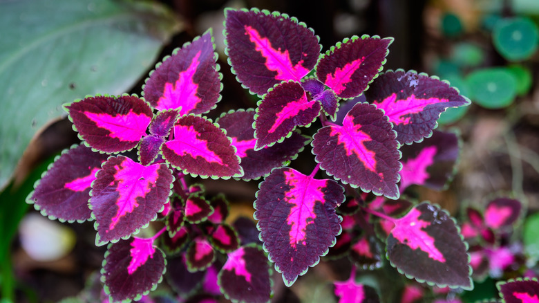 Coleus scutellarioides purple and pink