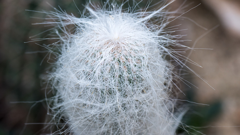 Cephalocereus senilis hairy cactus