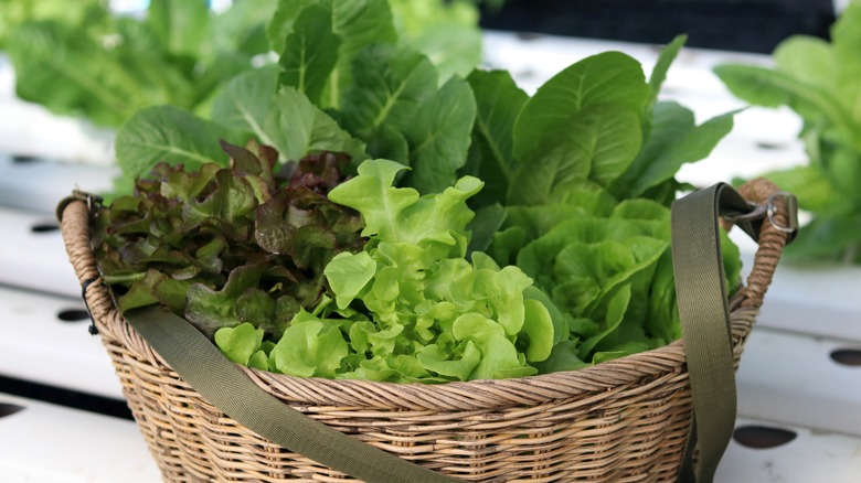 lettuce in a basket