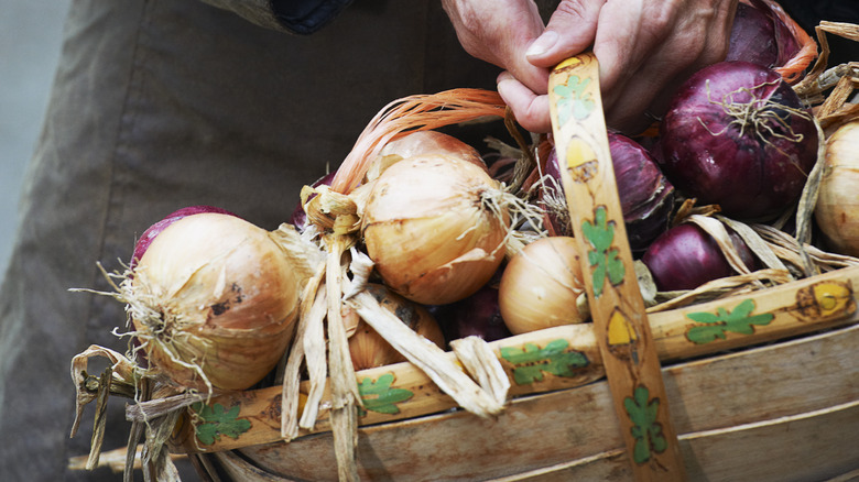 onion harvest