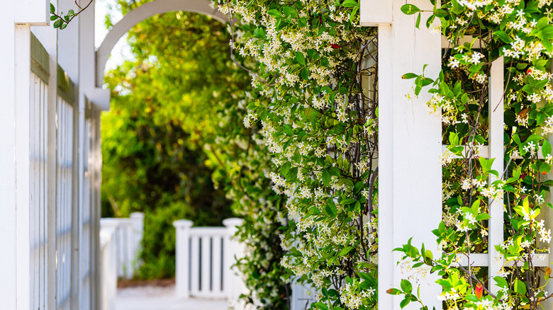 Honeysuckle trellis