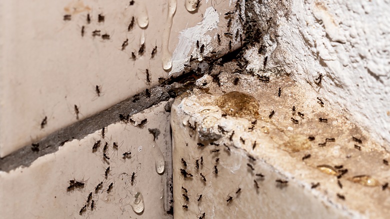 Humid wall ants