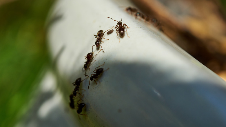 Ants on pot