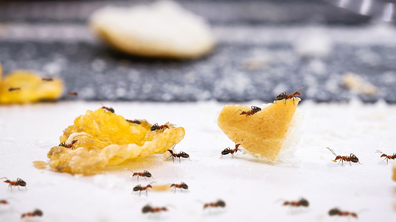 Ants collecting food