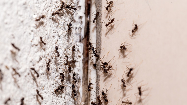 Ants in wall crack