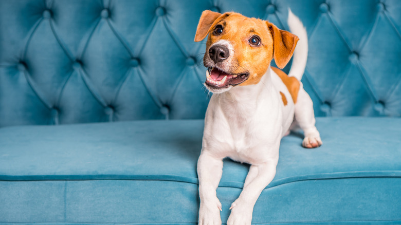 dog on velevt couch