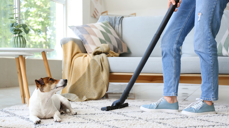 Cleaning, vacuuming with dog