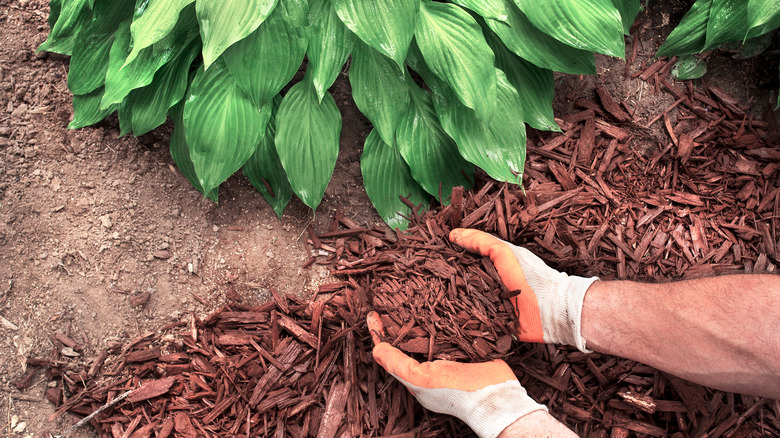 Adding mulch to garden