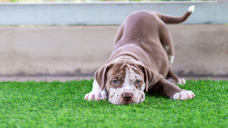 Dog on artificial grass 