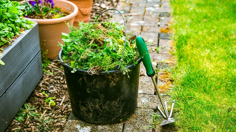 bucket of weeds in garden