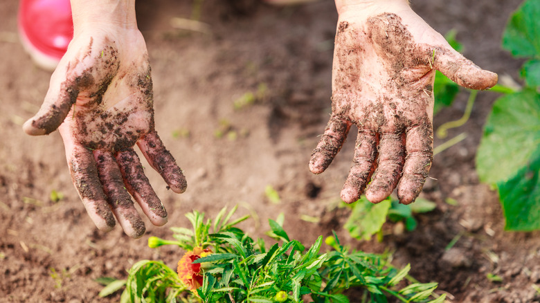 dirty hands gardening