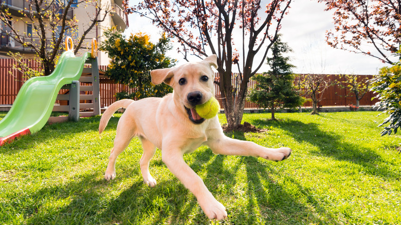 dog frolicking in garden