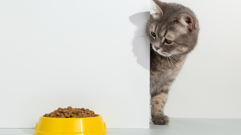 cat looking at food