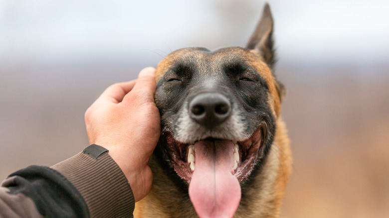 rubbing a dog's face