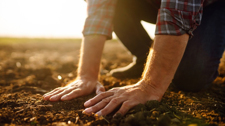 Person patting soil into ground