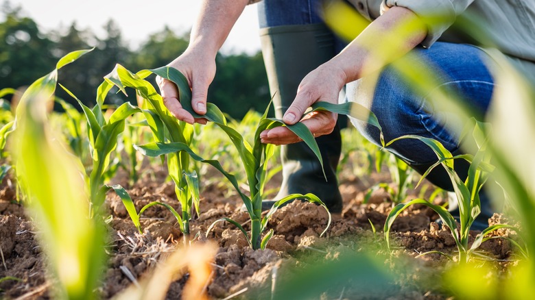 Person inspecting corn crop