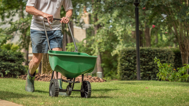 Person spreading grass seed