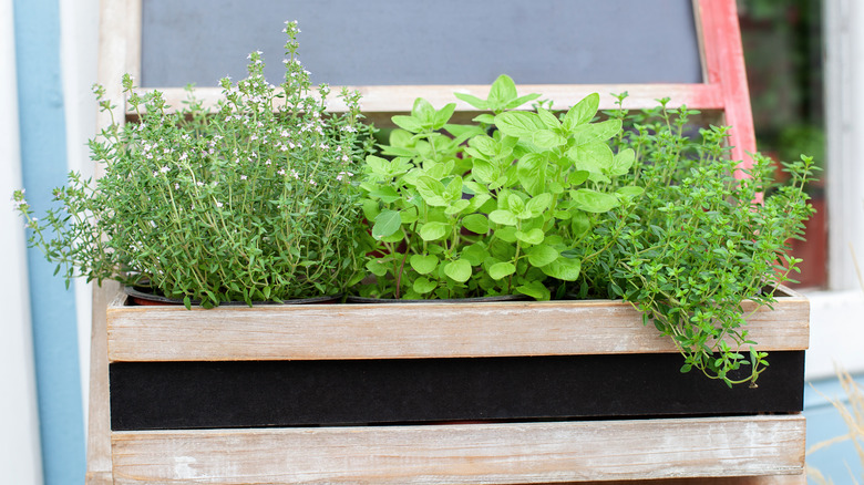 Thyme and herbs in crate