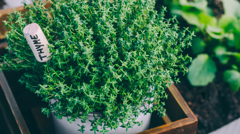 thyme in white pot