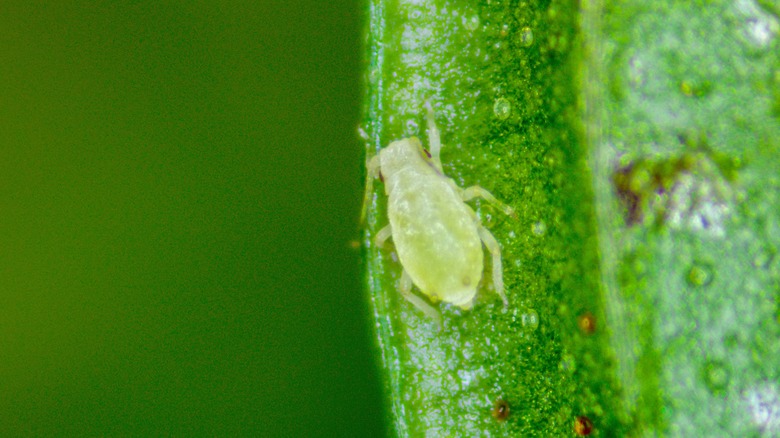 Aphids on leaf