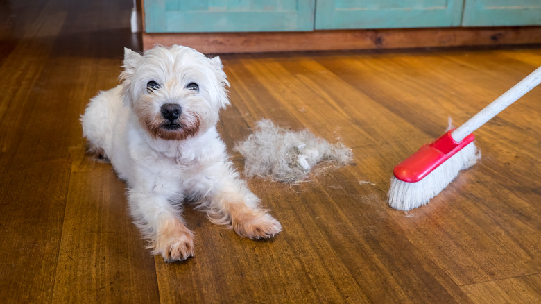 Dog shedding on laminate floor