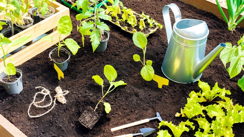 Planting seedlings with compost