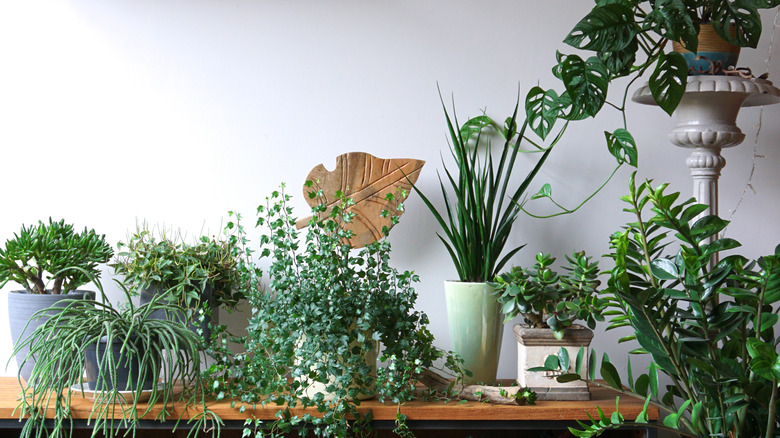 Assorted plants indoors