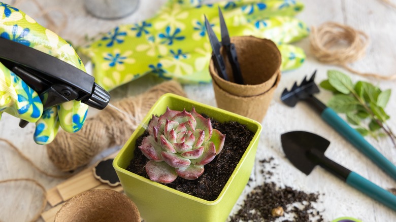 Gardening tools and a succulent