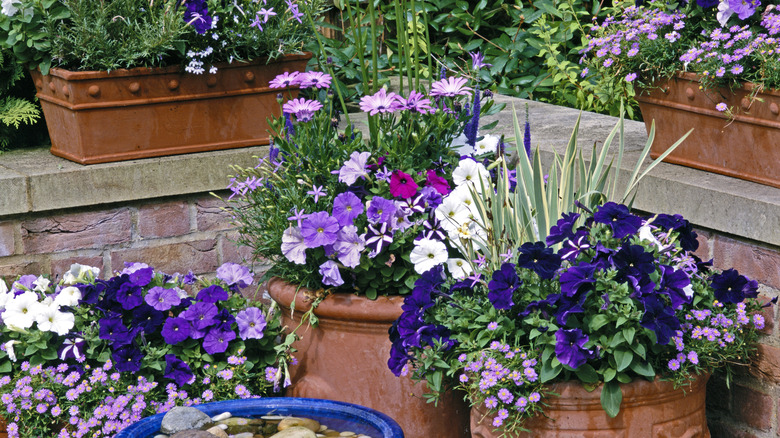 Assorted plants in containers