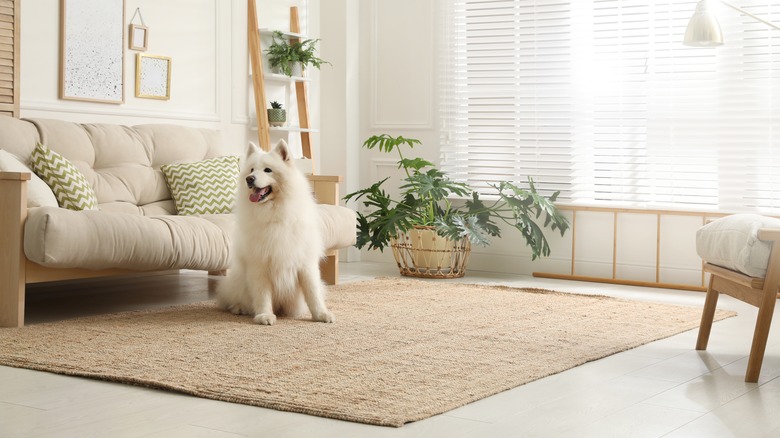 Room with rug and dog