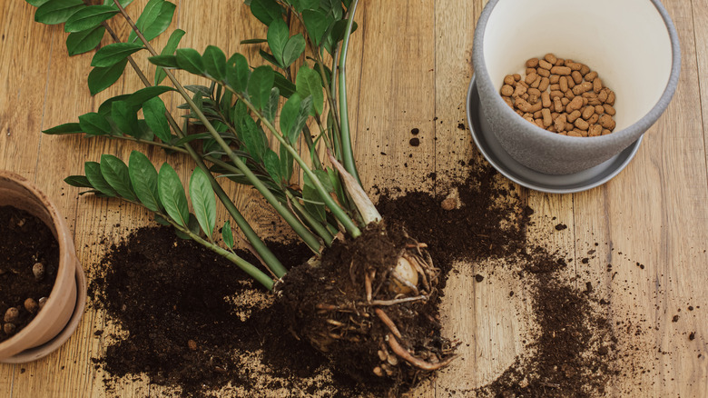 Repotting a plant