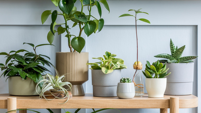 Plants on a table