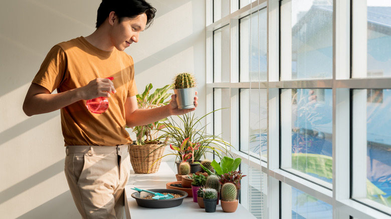 Person caring for houseplants