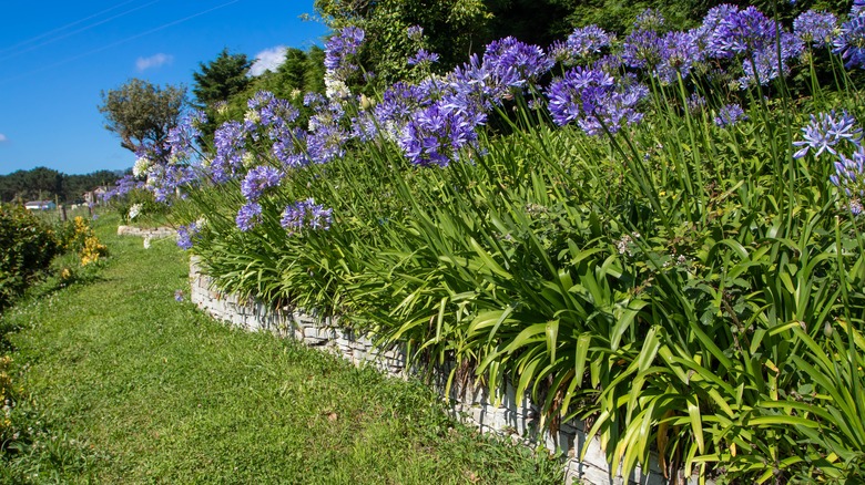 Blue flowers in sloped garden