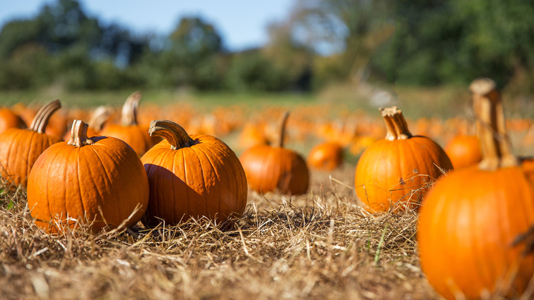 Pumpkin patch fall day